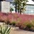 Muhlenbergia capillaris