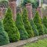 Picea Glauca ´Conica´