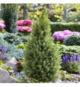 Picea Glauca ´Conica´