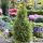 Picea Glauca ´Conica´