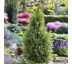 Picea Glauca ´Conica´ 1,5 L / 15-20 cm