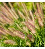 Pennisetum alopecuroides ´Foxtrot´