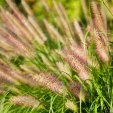 Pennisetum alopecuroides ´Foxtrot´