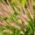 Pennisetum alopecuroides ´Foxtrot´