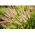 Pennisetum alopecuroides ´Foxtrot´