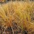 Pennisetum alopecuroides ´Foxtrot´