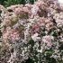 Kolkwitzia amabilis ´Pink Cloud´