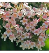 Kolkwitzia amabilis ´Pink Cloud´