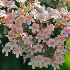 Kolkwitzia amabilis ´Pink Cloud´