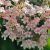 Kolkwitzia amabilis ´Pink Cloud´