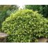 Aucuba japonica ´Crotonifolia´