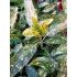 Aucuba japonica ´Crotonifolia´