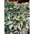Aucuba japonica ´Crotonifolia´