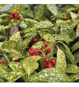 Aucuba japonica ´Crotonifolia´