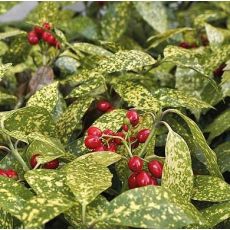 Aucuba japonica ´Crotonifolia´