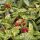 Aucuba japonica ´Crotonifolia´
