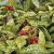 Aucuba japonica ´Crotonifolia´