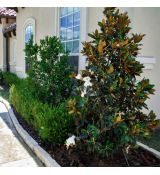 Magnolia grandiflora ´Alta´