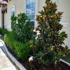 Magnolia grandiflora ´Alta´