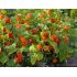 Physalis peruviana