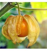 Physalis peruviana