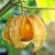 Physalis peruviana