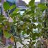 Physalis peruviana