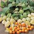 Physalis peruviana