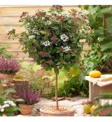 Viburnum tinus 'Eve Price' na kmienku