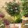 Viburnum tinus 'Eve Price' na kmienku