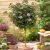 Viburnum tinus 'Eve Price' na kmienku