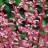 Berberis thunbergii ´Pink Queen´