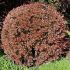Berberis thunbergii ´Pink Queen´