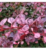 Berberis thunbergii ´Pink Queen´