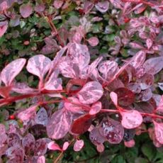 Berberis thunbergii ´Pink Queen´
