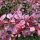 Berberis thunbergii ´Pink Queen´