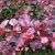 Berberis thunbergii ´Pink Queen´
