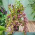 Deutzia hybrida ´Strawberry Fields´