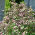 Deutzia hybrida ´Strawberry Fields´