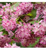 Deutzia hybrida ´Strawberry Fields´