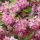 Deutzia hybrida ´Strawberry Fields´
