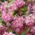 Deutzia hybrida ´Strawberry Fields´