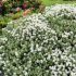Hebe pinguifolia ´Sutherlandii´