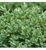 Hebe pinguifolia ´Sutherlandii´