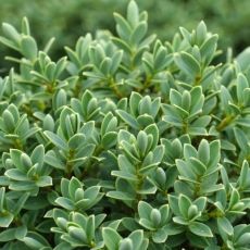 Hebe pinguifolia ´Sutherlandii´