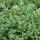 Hebe pinguifolia ´Sutherlandii´
