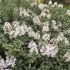 Hebe pinguifolia ´Sutherlandii´