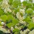 Actinidia arguta ´Issai´