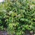 Actinidia arguta ´Issai´