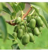 Actinidia arguta ´Issai´